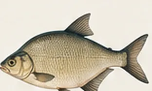 Bream