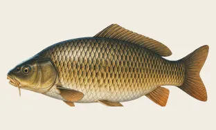 Common carp
