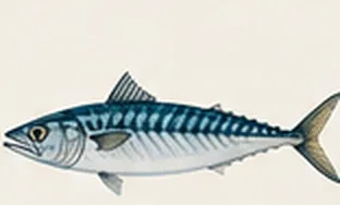 Mackerel