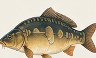 Mirror carp