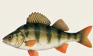 Perch