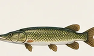 Pike