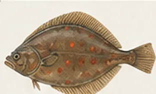 Plaice