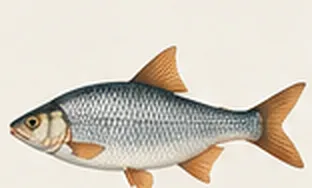 Roach