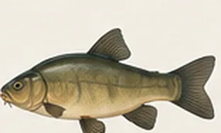 Tench