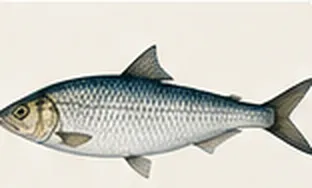 Twaite shad